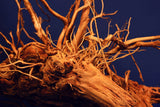 Redwood Hartholz, Aquarium Wurzel, Größe "L", Exklusiv, RH2509
