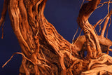 Redwood, Aquarium Wurzel, Größe "L", Exklusiv, RH2643