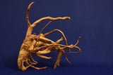 Redwood, Aquarium Wurzel, Größe "L", Exklusiv, RH2662