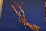 aquarium-wurzel-redwood-moorholz-rh2679