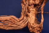 Redwood, Aquarium Wurzel, Größe "L", Exklusiv, RH2687