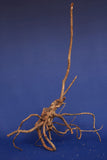 aquarium-wurzel-redwood-moorholz-rh2689