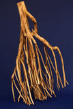 aquarium-wurzel-talawa-teawood-te776