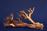 Redwood Etosha Tree, Aquarium Wurzel, Nano, Exklusiv, ET53