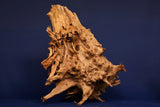 Taigaholz / Scaperwood exquisite / Aquarium Wurzel 93