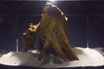 Taigaholz / Scaperwood exquisite / Aquarium Wurzel 96