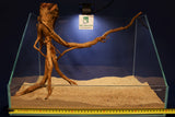 Redwood, Aquarium Wurzeln, verschiedene Varianten #15