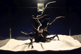 Schwarze-Moorwurzel-Aquarium-Deko-SH03
