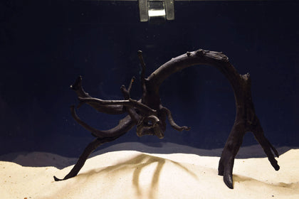 Schwarze-Moorwurzel-Aquarium-Deko-SH18a