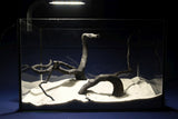 Schwarze-Moorwurzel-Aquarium-Deko-SH57