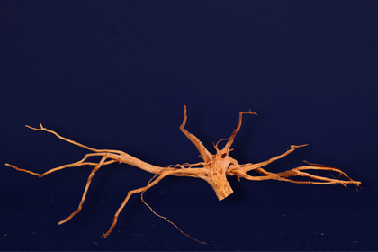 aquarium-wurzel-redwood-aquascaping-rh2587