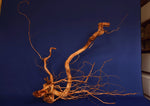 Redwood, aquarium root, size "L", Exclusive, RH1723