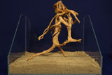 Redwood, Aquarium Wurzel, Größe "L", Premium, RH2780
