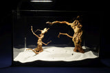 aquarium-wurzel-redwood-moorholz-rh2787