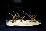 aquarium-wurzel-redwood-moorholz-rh2792