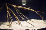 aquarium-wurzel-talawa-teawood-te795