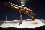 Talawa Pionierholz, Aquarium Wurzel, Größe "M", Premium - TE799