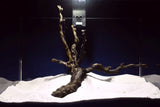 Black Root, Aquarium Wurzel, ähnlich Moorkienholz BL42