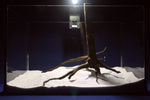 Black Root, Aquarium Wurzel, ähnlich Moorkienholz BL55