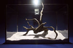 Black Root, Aquarium Wurzel, ähnlich Moorkienholz BL63