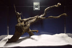 black-root-aquarium-wurzel-kaufen-69