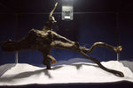 Black Root, Aquarium Wurzel, ähnlich Moorkienholz BL69