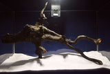 Black Root, Aquarium Wurzel, ähnlich Moorkienholz BL69