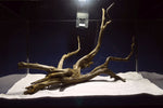black-root-aquarium-wurzel-kaufen-70