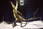 Black Root, Aquarium Wurzel, ähnlich Moorkienholz BL70