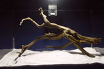 Black Root, Aquarium Wurzel, ähnlich Moorkienholz BL70