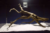 Black Root, Aquarium Wurzel, ähnlich Moorkienholz BL70