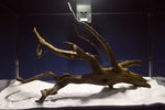 Black Root, Aquarium Wurzel, ähnlich Moorkienholz BL70