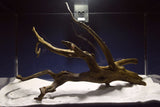 Black Root, Aquarium Wurzel, ähnlich Moorkienholz BL70