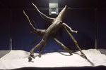Black Root, Aquarium Wurzel, ähnlich Moorkienholz BL71