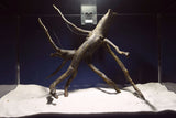 Black Root, Aquarium Wurzel, ähnlich Moorkienholz BL71