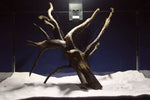 Black Root, Aquarium Wurzel, ähnlich Moorkienholz BL71