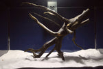 Black Root, Aquarium Wurzel, ähnlich Moorkienholz BL71