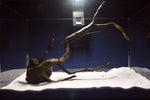 black-root-aquarium-wurzel-kaufen-76