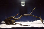 Black Root, Aquarium Wurzel, ähnlich Moorkienholz BL76