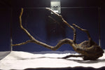 Black Root, Aquarium Wurzel, ähnlich Moorkienholz BL76