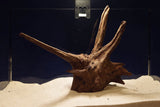 corbo-wood-aquarium-wurzel-kaufen-100