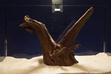 Corbo Wood / Aquarium Wurzel C111
