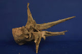 Corbo Wood / Aquarium Wurzel C126