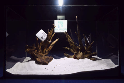 corbo-wood-aquarium-wurzel-kaufen-45