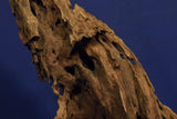 Dragon Wood, Drachenholz, Aquarium Wurzel, DR10
