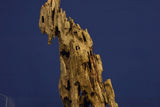 Dragon Wood, Drachenholz, Aquarium Wurzel, DR12