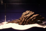 Dragon Wood, Drachenholz, Aquarium Wurzel, DR17