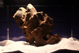 drachenholz-aquarium-wurzel-kaufen-19