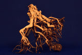 Redwood Etosha Tree, Aquarium Wurzel, Nano, Exklusiv, ET101