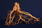 Redwood Etosha Tree, Aquarium Wurzel, Nano, Exklusiv, ET105